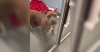 While Joy Filled the Shelter, She Stayed in Her Kennel, Still Hoping