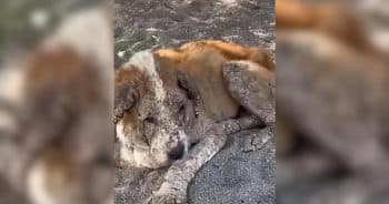Tears Fell as This Elderly Dog Faced the Cold Streets Alone