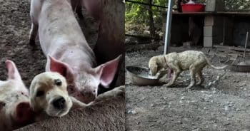 Sanxi’s Story Proves That Even the Deepest Wounds Can Heal