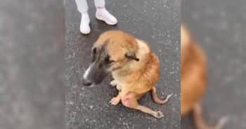 In the Pouring Rain, a Paralyzed Mother Dog Pleads for Her Puppies’ Lives