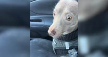 He Was Adopted to Be Her Calm Companion, But He’s Still Learning