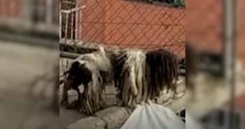 What Was Crawling Across the Roof Had Everyone Doing a Double Take