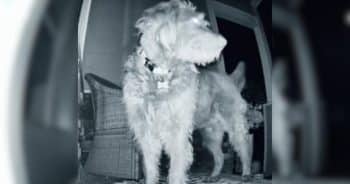When She Opened the Door, Her Dog Had Company She Didn’t Expect