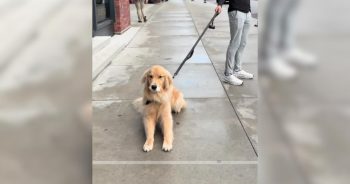 This Dog’s Reaction to Pilates Drop-Off Deserves an Oscar