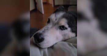 After Finding a Home, This Husky Was Rejected All Over Again