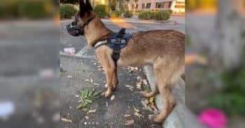 Found Alone With Her Few Possessions, This Dog’s Story Touched the Hearts of Many