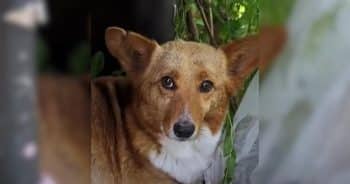 After Finding Safety, This Stray Dog Shared Her Greatest Treasure