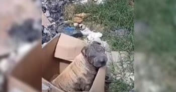 Blind Mama Dog Stays With Empty Box, Hoping Her Puppies Will Come Back