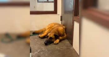 Returned Three Times, This Dog Now Has Every Reason to Smile