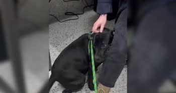 Shelter Dog Clings to Favorite Worker When He Realizes What’s Coming