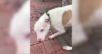 Cruelly Left Behind, This Dog’s Story Found a Happier Ending