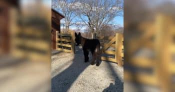 Obi the Donkey Is Proof That Tiny, Fluffy Things Make Everything Better