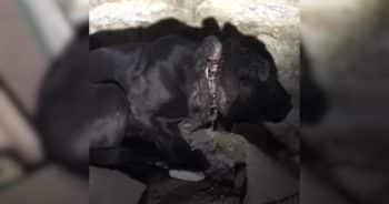Rescuers Say This Was the Worst Embedded Collar Case They’d Seen