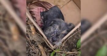 They Left Him Behind, But This Puppy’s Spirit Refused to Break