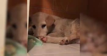 He Stayed Beside His Motionless Sister, Hoping She’d Be Okay