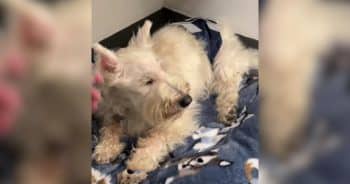 He Spent His Whole Life With Them, Until They Gave Him Up