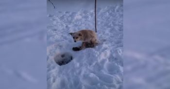 Through Snow and Fear, This Dog’s Journey Back Home Was Fueled by Love