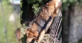 After a Horrific Injury, This Dog’s Recovery Is Nothing Short of Inspiring