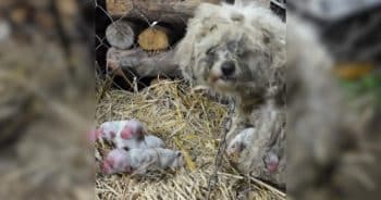 She Was Freezing, Starving, and Still Refused to Leave Her Babies’ Side