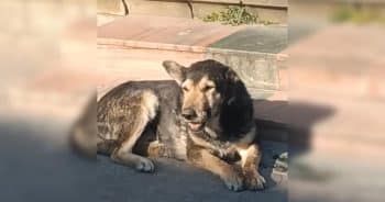 What This Dog Refused to Drop Told Rescuers Everything They Needed to Know