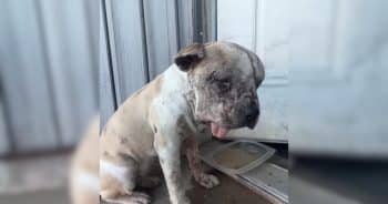 Left to Fend for Herself, Jessie’s Road to Recovery Will Inspire You