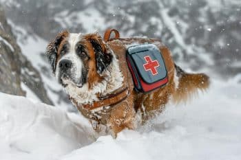 Top 11 Dog Breeds That Were Lifesavers During Harsh Winters In The Mountains