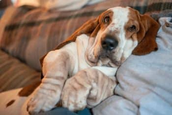 9 Snuggly Dog Breeds That Perfect The Art Of Lounging