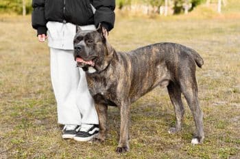 13 Loyal Dog Breeds That Stick Like Glue