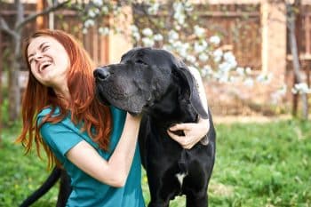 11 Big Dog Breeds That Think They’re Small