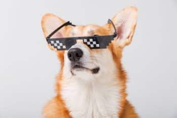 11 Spirited Dog Breeds That Add Chaos And Fun