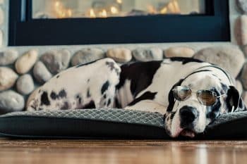 15 Chill Dog Breeds That Could Teach You How to Relax