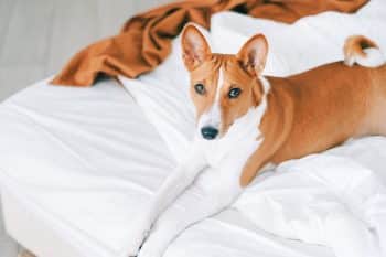 The Top 13 Quiet Dog Breeds That Keep The Calm