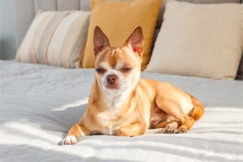 15 Sassy Dog Breeds That Have Major Attitude