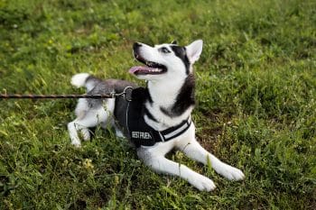 9 High-Voltage Dog Breeds That Can’t Sit Still