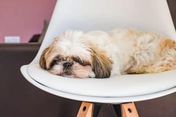 9 Delicate Dog Breeds Who’d Rather Nap Than Fetch