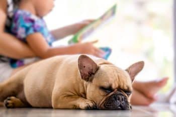9 Sleepy Dog Breeds That Master The Art Of Napping