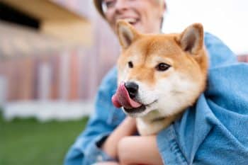 15 Mischievous Dog Breeds That Keep You Guessing