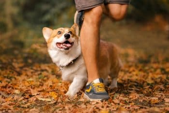 These 15 Dog Breeds Don’t Do Boring—They Do Zoomies, Fetch, and Fun