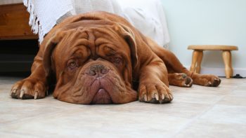 Male & Female Dogue De Bordeaux Weights & Heights by Age