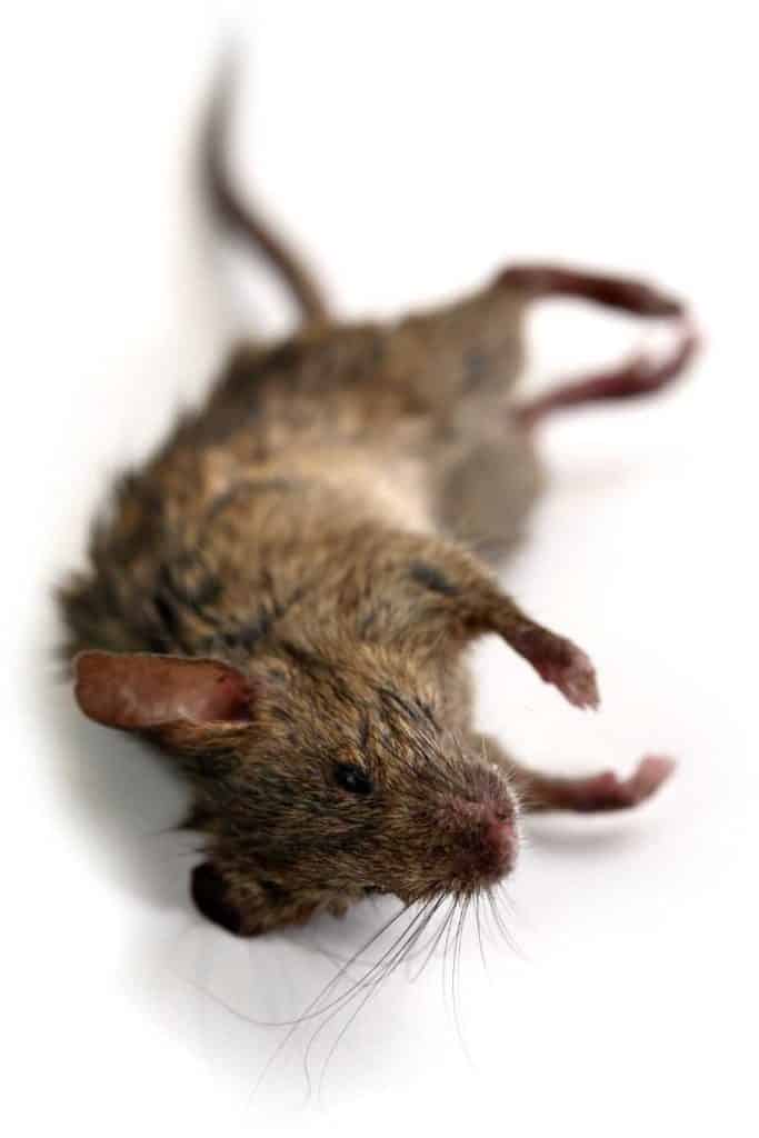 When Worlds Collide: The Profound Spiritual Messages Hidden in a Dead Mouse’s Appearance