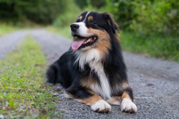 10 Secrets to Stop Your Australian Shepherd from Barking