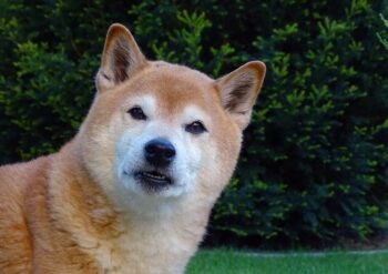 12 Ultimate-Dog Breeds That Are Still Remarkably Healthy In Their Senior Years