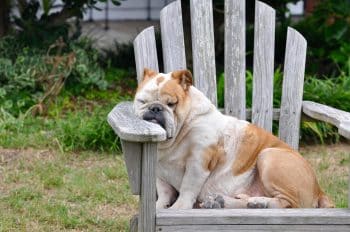 13 Easygoing Dog Breeds That Are Surprisingly Low-Maintenance
