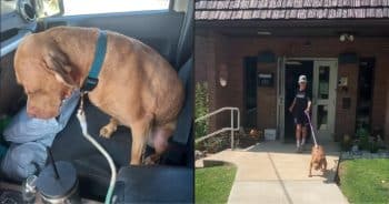 Shelter Dog in Pennsylvania Goes on Fun Trip — And Gets the Best Surprise Ever