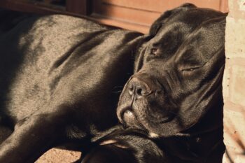 101 Male Cane Corso Names + Meanings