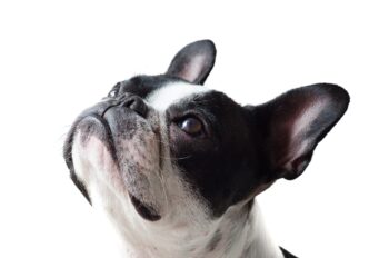 20 Best Foods for Frenchies with Allergies