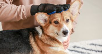 6 Best Dog Grooming Gloves