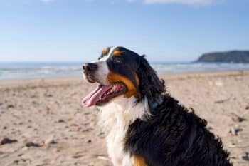 11 Dreamy Dog Breeds That Float Through Life Calmly