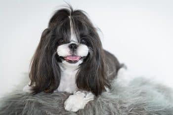 11 Calm Dog Breeds That Believe Chill Is The Way