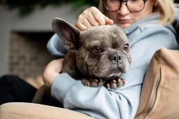 15 Signs Your Dog Is Deeply Attached to You